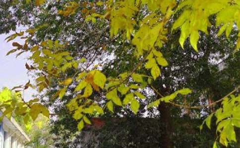 �й��������簲˵˵����115��